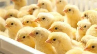 عاجل.. ارتفاع سعر الكتكوت الابيض اليوم الأحد 9-6-2024 يسبب أزمة في الفراخ