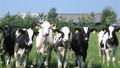 سعر العجل اليوم الاثنين 10-6-2024 قبل عيد الأضحى في أسواق المواشي