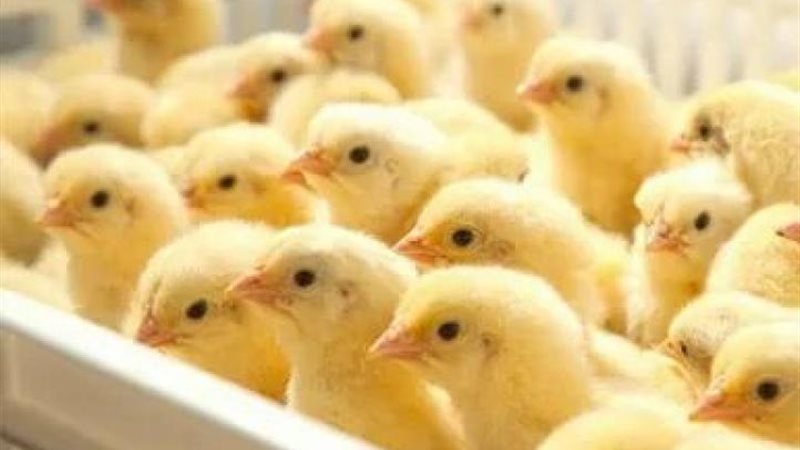 سعر الكتكوت الأبيض