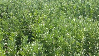 كيف يمكنك حماية محصول الفول البلدي؟.. الزراعة تجيب