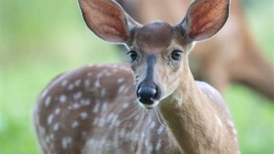 انتشار مرض مزمن في أمريكا يحول الأشخاص إلى زومبي