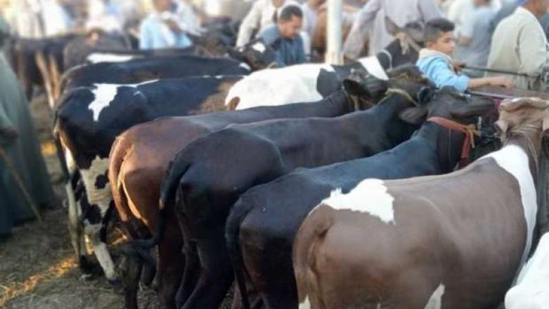 أسعار العجول البقري