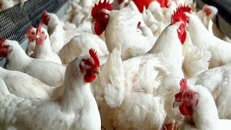 أسعار الفراخ البيضاء