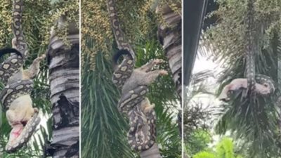 «تحدي الأقوياء».. لحظة ابتلاع ثعبان خطير حيوانًا كبيرًا بالكامل