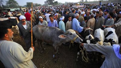 أسعار الأضحية 2024.. اعرف على سعر العجول والخرفان