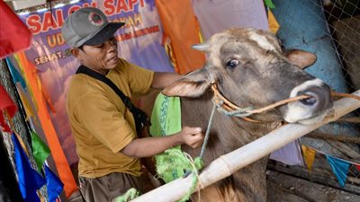 للحيوانات حظوظ .. صالون لتديلك الأبقار قبل عيد الأضحى
