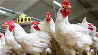 أسعار الفراخ والبيض اليوم الخميس 13-6-2024 في الأسواق والمحال التجارية