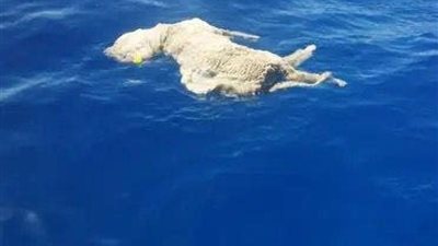 ”تجعلها دموية وعنيفة ”الحيوانات النافقة تهدد سلوك اسماك القرش