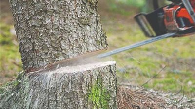 بعد تداول فيديو قطع الأشجار .. أول تعليق من الحكومة