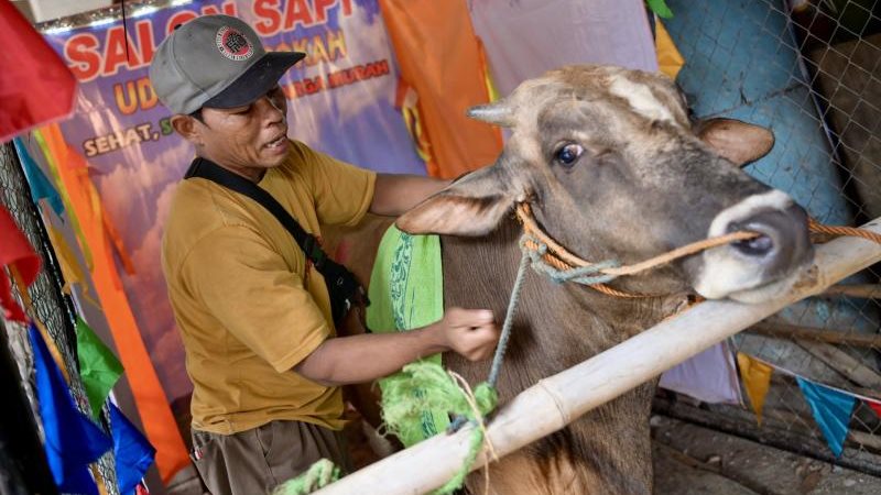 تديلك الأبقار