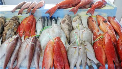 ارتفاع أسعار الأسماك اليوم السبت 15-6-2024 في الأسواق