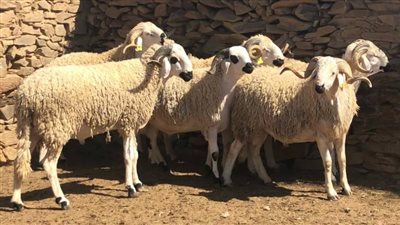 قبل ساعات من العيد.. أسعار الأضاحي اليوم السبت 15 يونيو 2023