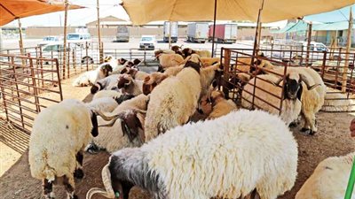 أفضل وقت لنحر الأضحية والضوابط الشرعية في الذبح