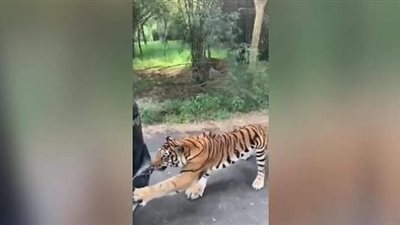 «مش هتصدق».. لحظة سحب نمر سيارة دفع رباعى بأسنانه فى أحد المنتزها وزنها 1.8 طن