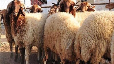 تعرف على شروط توزيع الأضحية في أول أيام عيد الأضحى