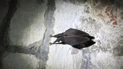 لأول مرة منذ قرن من الزمان.. ظهور خفاش نادر في قلعة من  القرون الوسطى