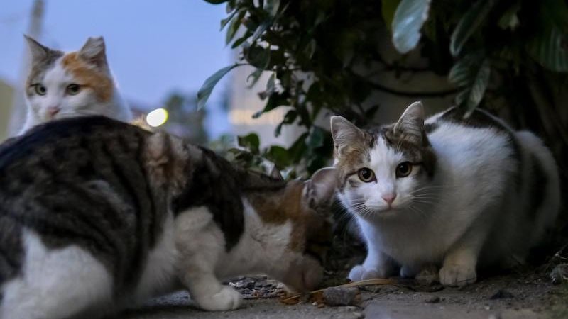 اختفاء القطط
