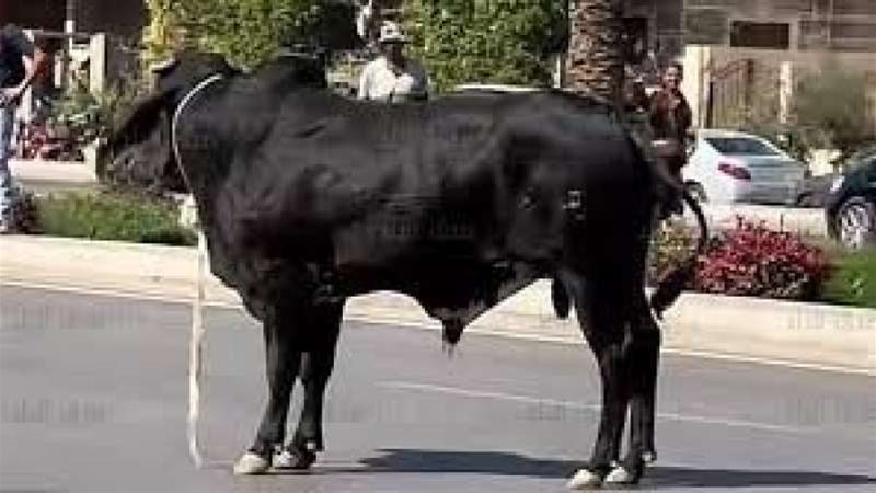 وسط حالة من السخرية