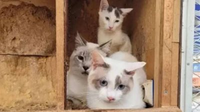 عامل يعثر على 5 قطط مجمدة في المغرب