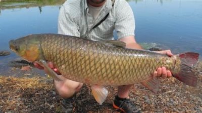 تقاوم التلوث بالترع.. كل ما تريد معرفته عن «سمكة مبروكة الحشائش»