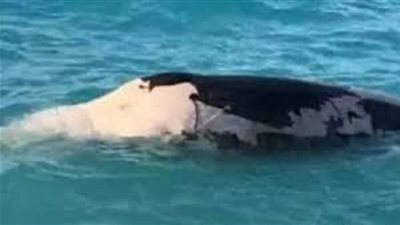 بعد فيديو لحوت نافق أول تعليق من وزارة البيئة بشأن الواقعة