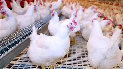 أسعار الفراخ البيضاء اليوم في المزارع وبورصة الدواجن