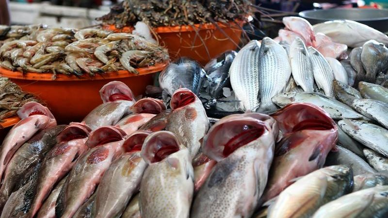 أسعار الأسماك اليوم