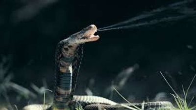 ” ثعبان سام ” في واقعة غريبة من نوعها امرأة تتفاجأ  به مع طرد أمازون