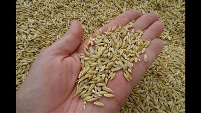 سعر الأرز الشعير اليوم الأحد 23-6-2024.. بكام الأردب؟