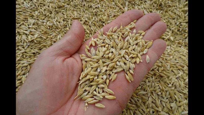 سعر الشعير اليوم
