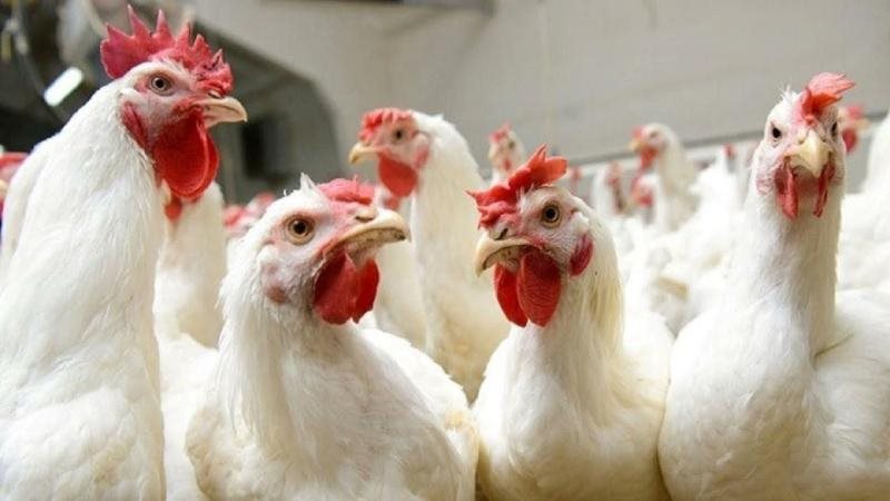 أسعار الدواجن اليوم