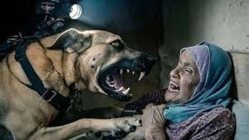 نهش الكلب جسدها..حقيقة