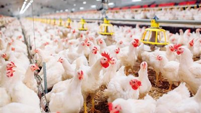 استقرار أسعار الدواجن اليوم السبت 29-6-2024 في الأسواق