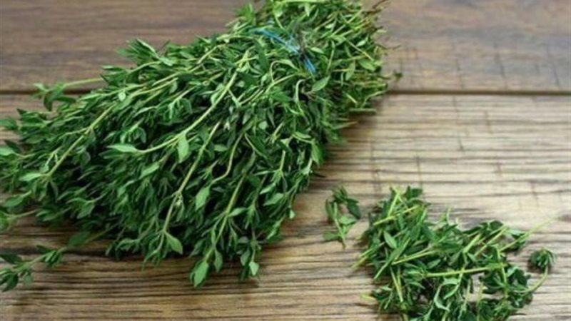 فوائد الزعتر غير