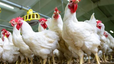 تراجع أسعار الدواجن اليوم الثلاثاء 2-7-2024 في الأسواق