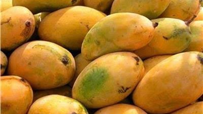 العويس بـ20ج .. انخفاض كبير في أسعار المانجو اليوم بـ سوق العبور