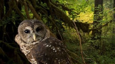 تفاصيل خطة أمريكا لإعدام نصف مليون بومة