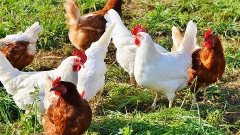 أسعار الدواجن اليوم