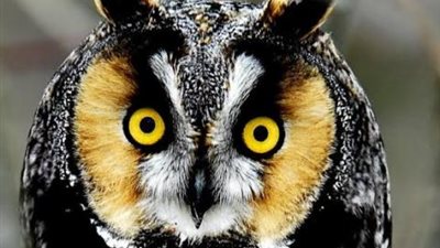 هل يتعارض التشاؤم مع الإيمان؟.. أستاذ فقه يُجيب