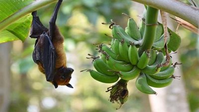 ماذا تعرف عن فيروس نيباه «الثعلب الطائر»؟.. هاني الناظر يجيب