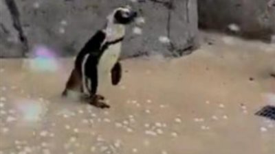 «مش هتصدق».. مفاجأة غير متوقعة من بطريق مهدد بالانقراض عند رؤية فقاعات الصابون