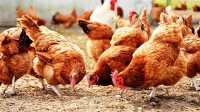 البلدية يتراوح بين 31 و40 جنيه .. ننشر أسعار الدواجن اليوم