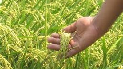 الإحصاء يكشف إرتفاع غير متوقع في إنتاج الأرز خلال عام 2018 / 2019