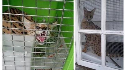 تريند السوشيال ميديا.. حكاية القطة التى تسببت في تغريم صاحبها 80 ألف جنيه