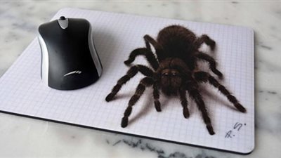 «مش هتصدق».. العثور على عنكبوت هائل الحجم يثير الذعر في مرحاض عام