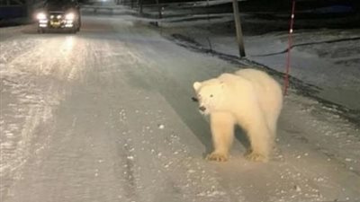 دب قطبي يشعل السوشيال ميديا بعد ظهوره في مصر .. اعرف الحقيقة كاملة