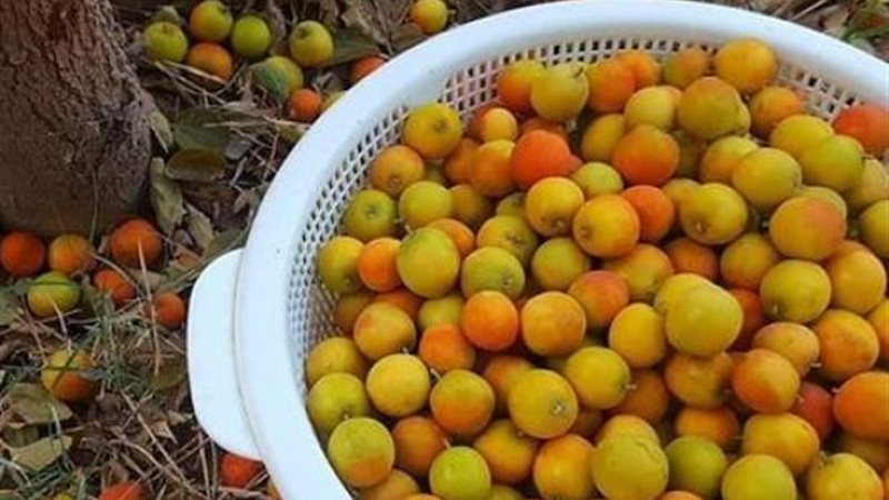 النبق