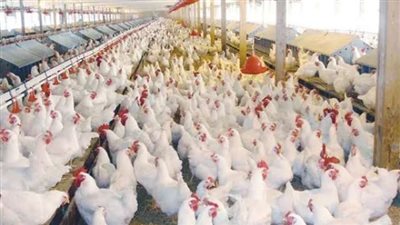 بط وأرانب ورومى .. تعرف على الأسعار اليوم