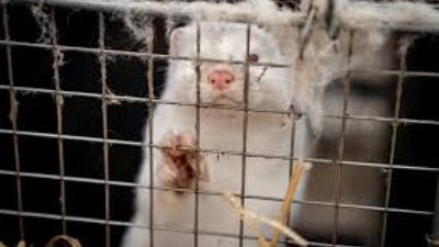 على خطى ووهان .. كارثة جديدة بأحد الأسواق الإفريقية تهدد البشرية