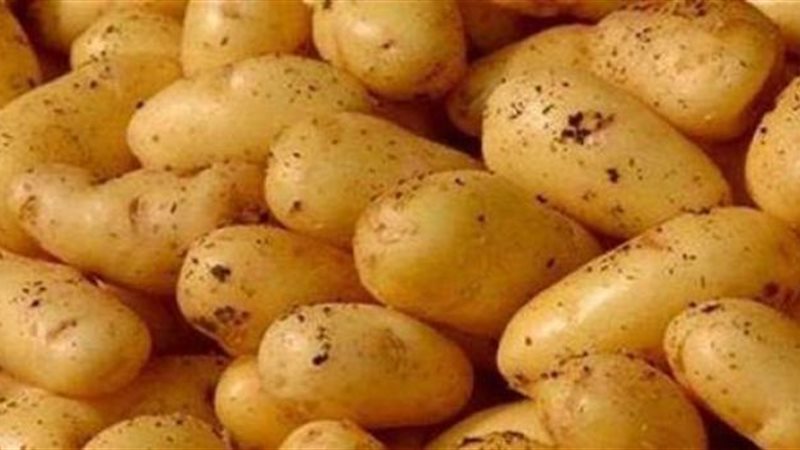 بطاطس